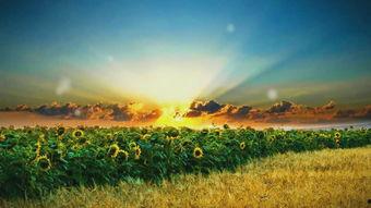 向日葵舞蹈视频,向日葵舞蹈视频魅力绽放